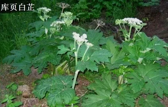 白芷有几种？