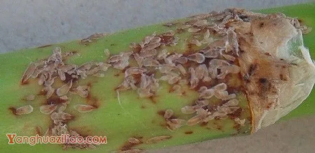 种植石斛如何防治虫害发生？