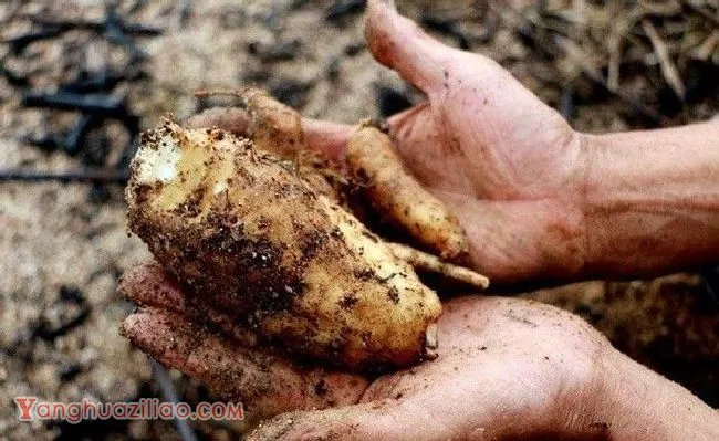 种植天麻夏秋季怎么样管理？