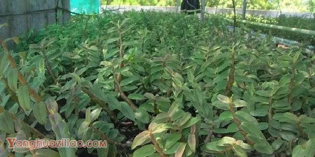 怎么样的环境适宜种植石斛？