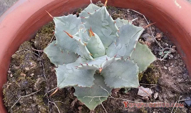 多肉植物雷神怎么养