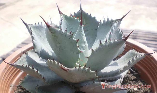 多肉植物雷神怎么养