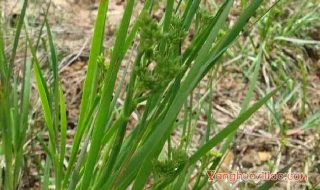 翅茎灯心草（灯心草科）