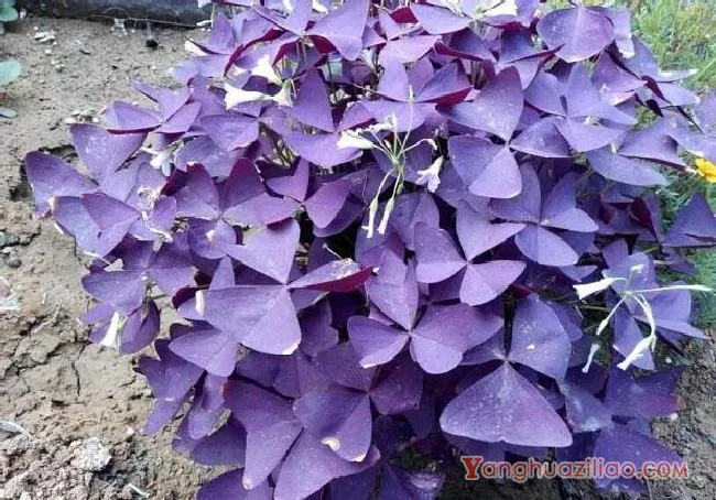 三角紫叶酢浆草（酢浆草科）