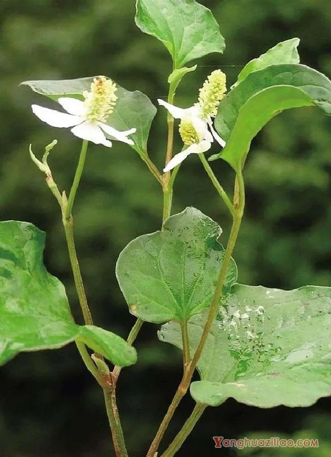 蕺草（三白草科）