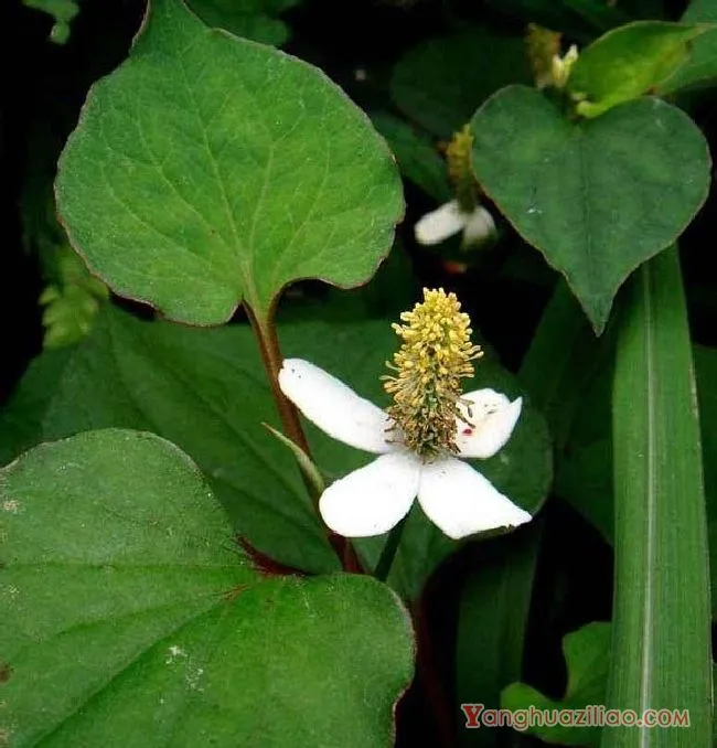 蕺草（三白草科）