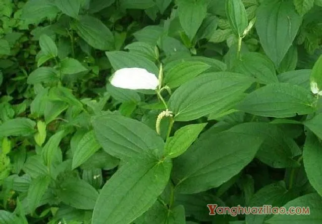 三白草（三白草科）