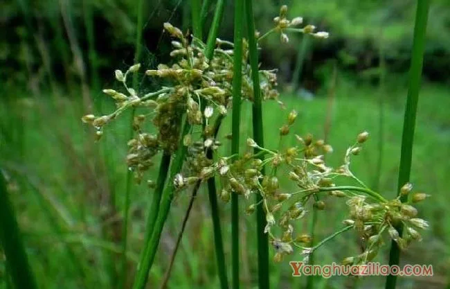 野灯心草（灯心草科）