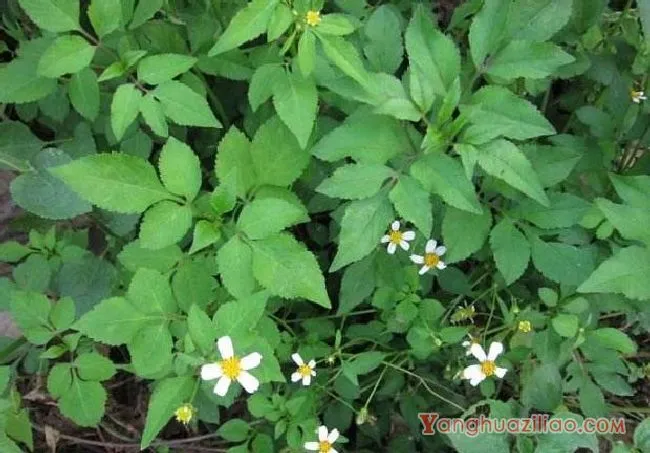 鬼针草（菊科）