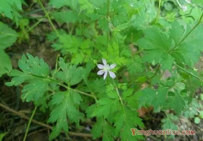 还亮草（茛科）