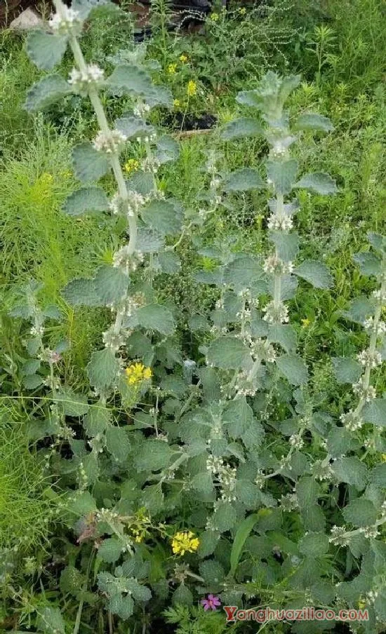 欧夏枯草（唇形科）