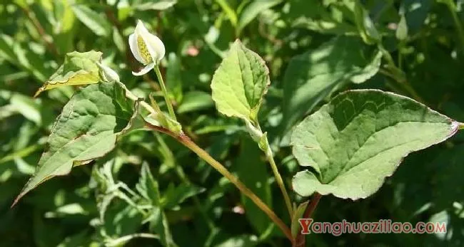 蕺菜（三白草科）