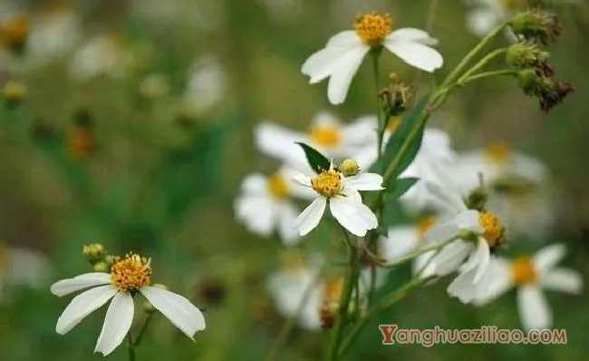 白花鬼针草（菊科）