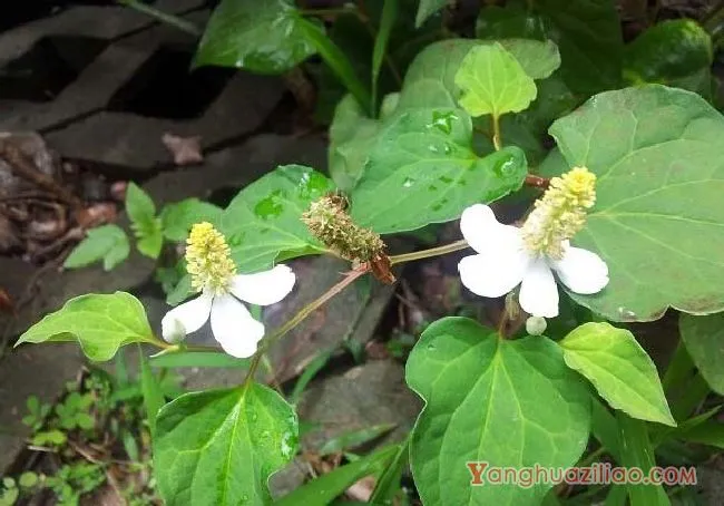 蕺菜（三白草科）